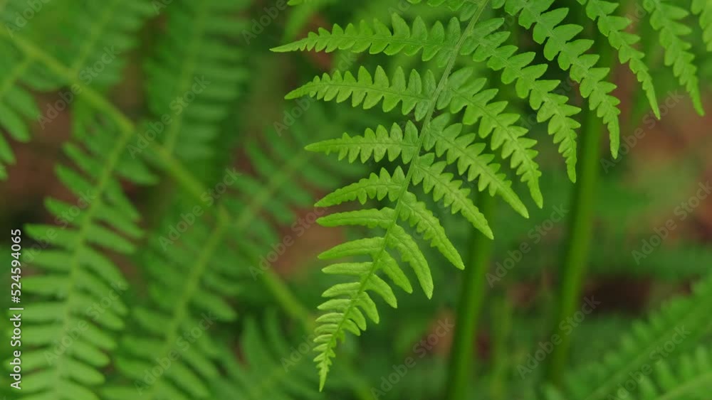 Beautiful emerald green healthy leaves of forest fern Beautiful emerald green healthy leaves of forest fern