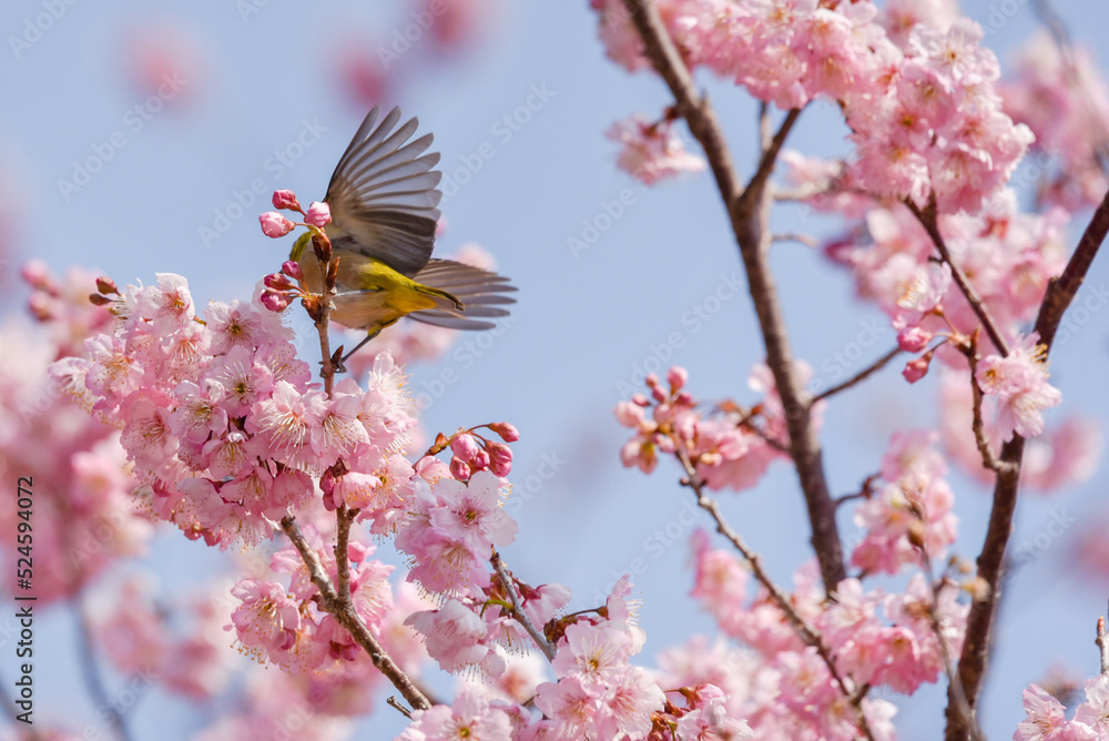 桜の木の上で羽ばたこうとしているメジロ