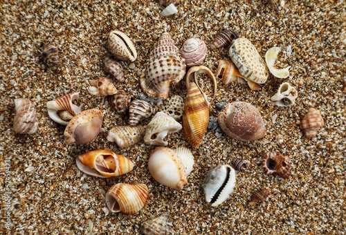 Seashell on the beach. Seashell background. Natural background. Beautiful background. Colorful background.