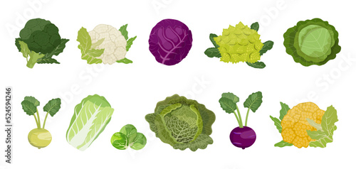 Cabbage set: chinese, savoy, white cabbage, broccoli, cauliflower and other, vector Illustration on white background