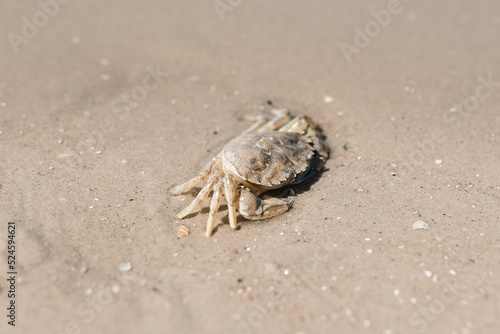 Krabbe an der Nordsee photo