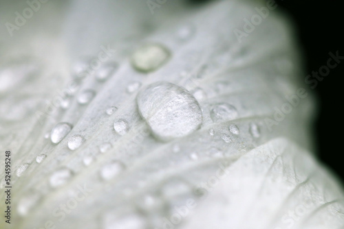 Raindrops on a white Cotton rose flowerhead petal, close up macro photograph