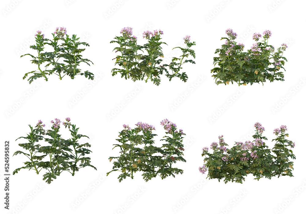 Flowers on a transparent background
Flowers on a transparent background