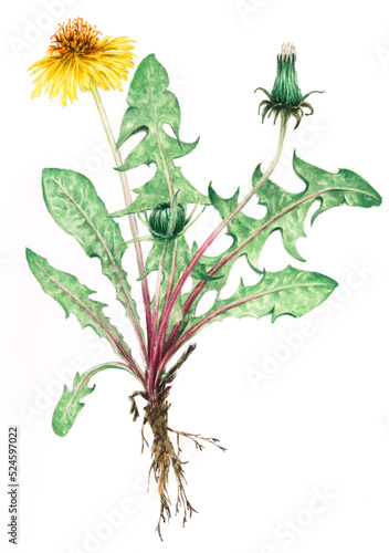 Dandelion plant (Taraxacum officinale) botanical drawing. Watercolor on paper.