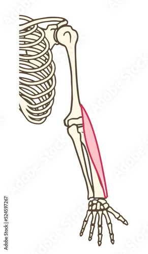 腕橈骨筋、腕の筋肉、肘関節の屈曲