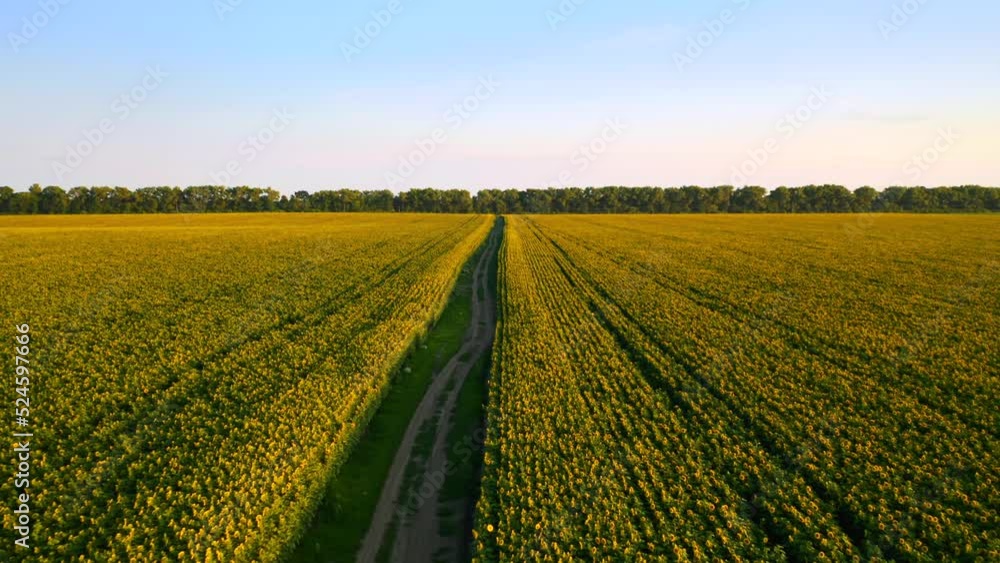 Spectacular summer day and sunflower fields shot from a drone. Spectacular summer day and sunflower fields shot from a drone.