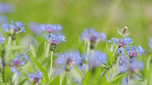 Blue cornflowers in the summer field. Flower of corflower centaurea cyanus or dwarf blue midget. Slow motion. photo