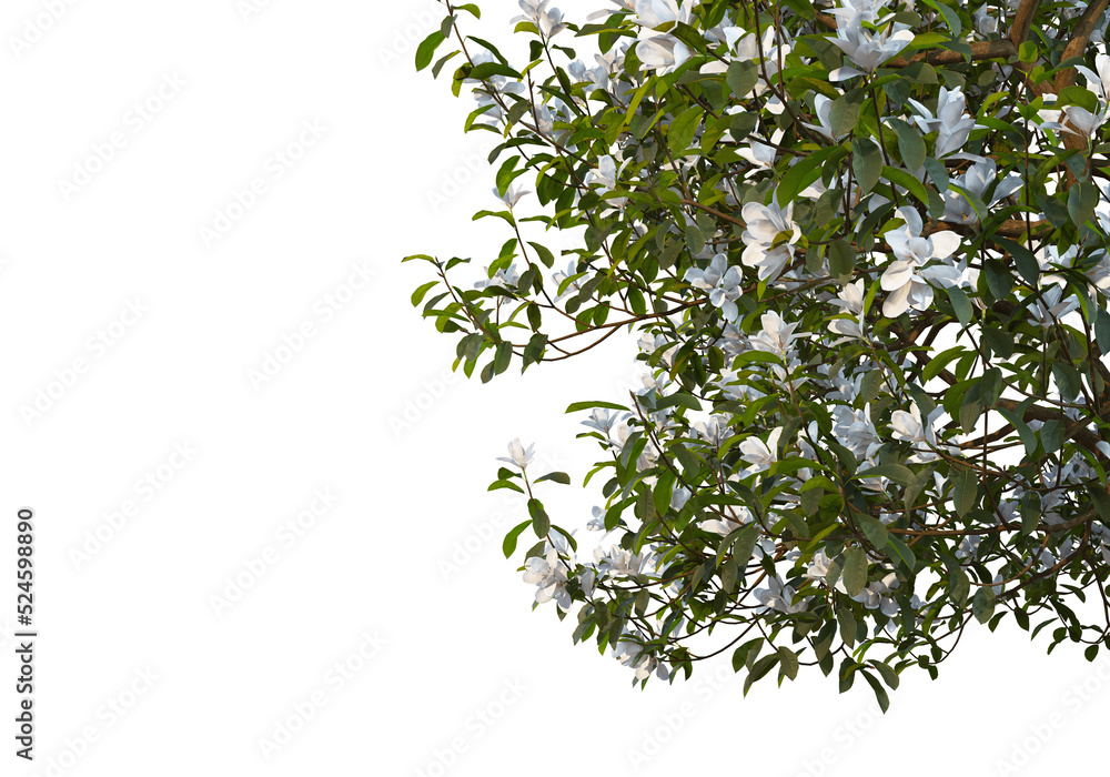 Foreground branch on a transparent background
Foreground branch on a transparent background