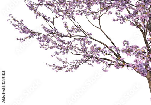 Foreground branch on a transparent background
