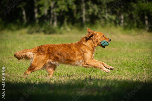 Beautiful golden retriever dog carrying a training dummy in its mouth