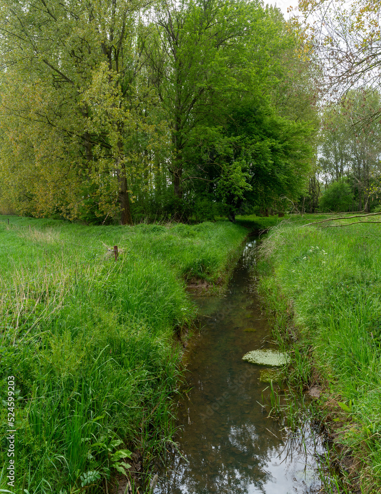 Fototapeta premium Ditch along het Broek (swamp) outisde of De Steeg in The Netherlands