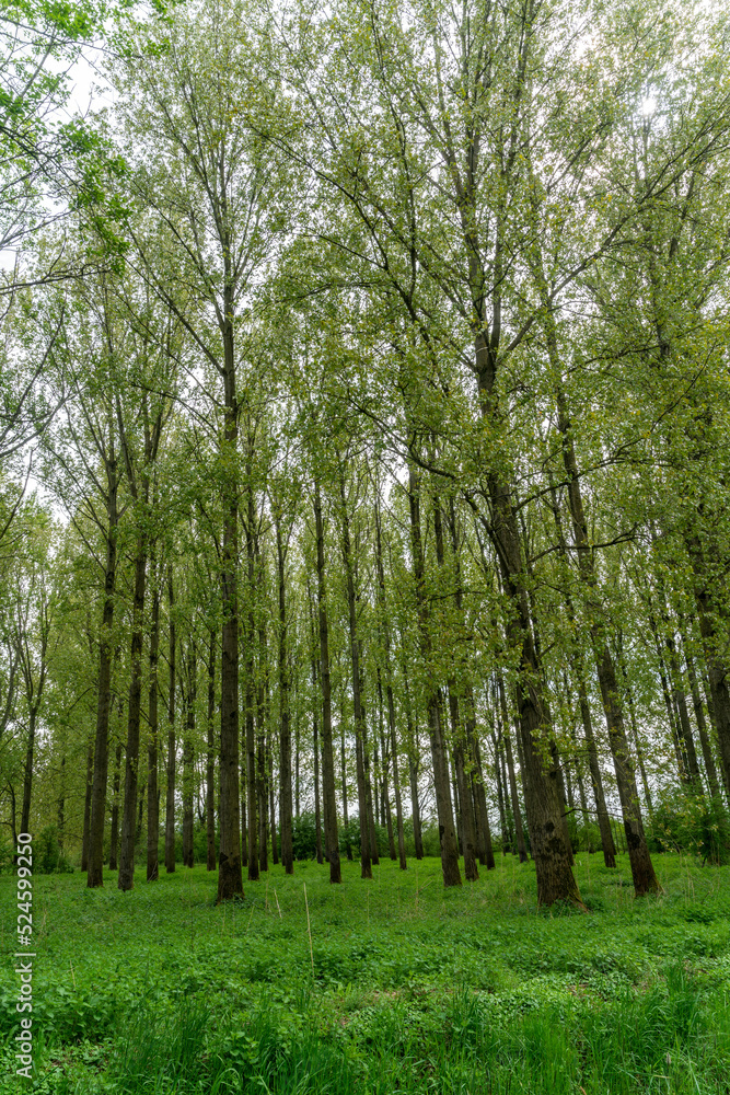 Obraz premium View over the forest in Het Broek near De Steeg in The Netherlands.