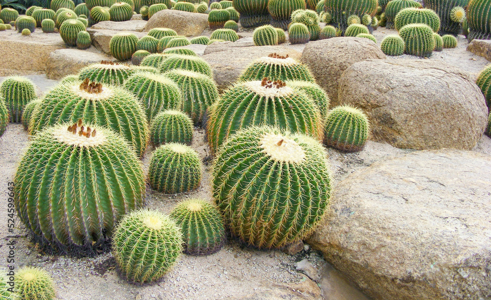 a group of huge round cacti growing on stones a group of huge round cacti growing on stones