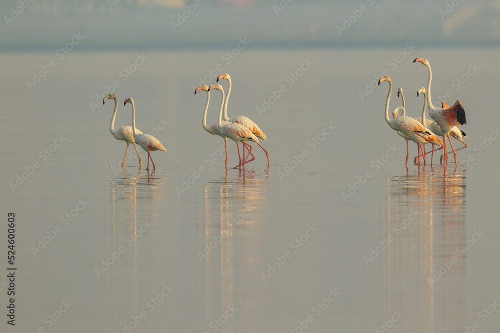 Fototapeta premium Greater flamingo warming its wings before flight