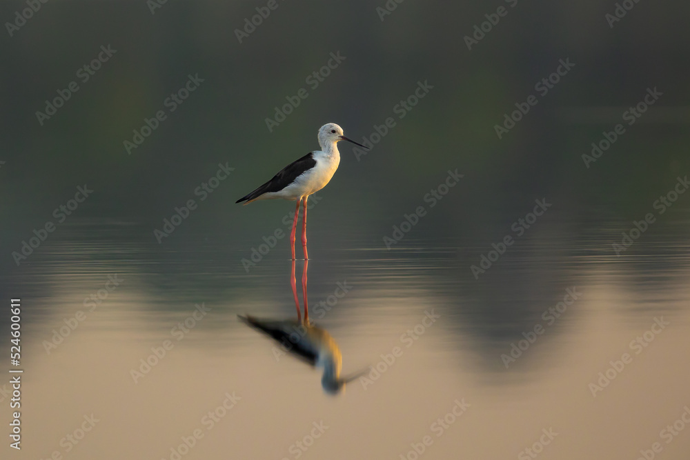Obraz premium Portrait of black winged stilt in still water illuminated by sunlight