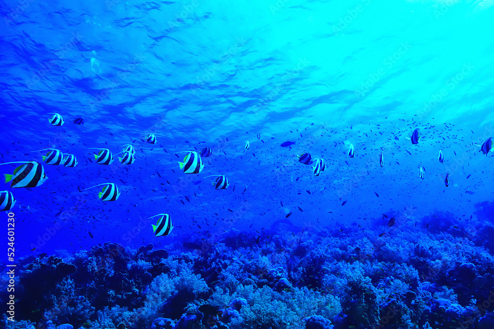 coral reef background, underwater marine life ecosystem ocean sea