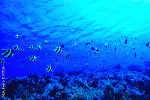 coral reef background  underwater marine life ecosystem ocean sea