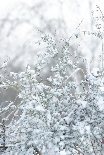 Green grass of bushes under first snow, snowy landscape, natural white gray monochrome background, winter onset concept