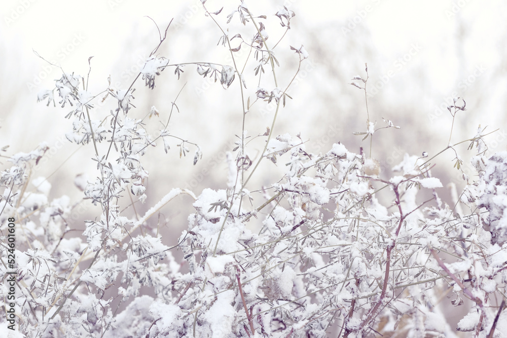 Grass of bushes with first snow, snowy landscape, gentle neutral purple monochrome background, winter onset concept Grass of bushes with first snow, snowy landscape, gentle neutral purple monochrome background, winter onset concept