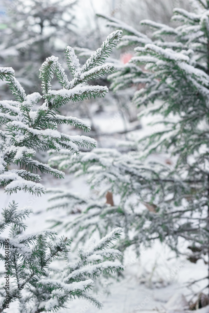 Fir branches of cute little Christmas trees with first snow, winter onset landscape, close up needles under snowy flakes
