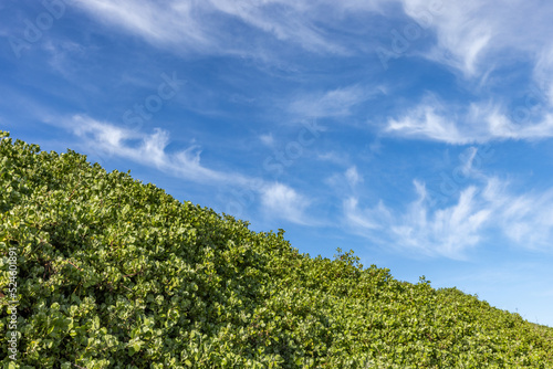 green field and blue sky