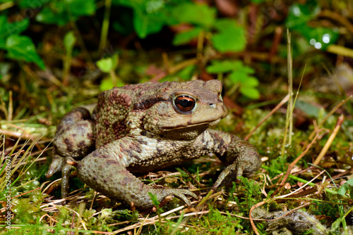 Common Toad // Erdkröte (Bufo bufo) - Montenegro