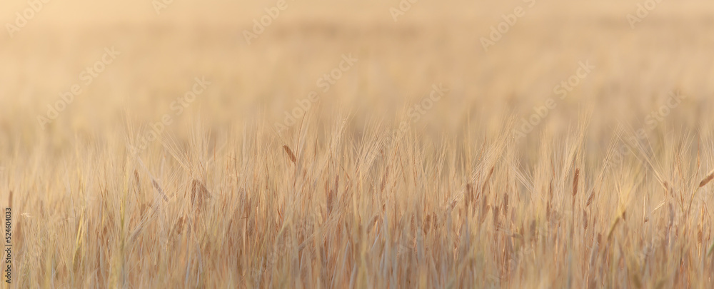 Obraz premium grain harvest background crisis farming