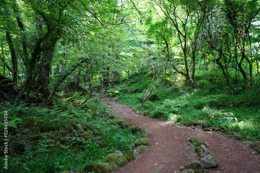fine pathway through fresh green forest fine pathway through fresh green forest