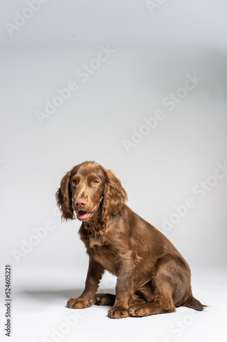 Fototapeta Naklejka Na Ścianę i Meble -  golden spaniel puppy