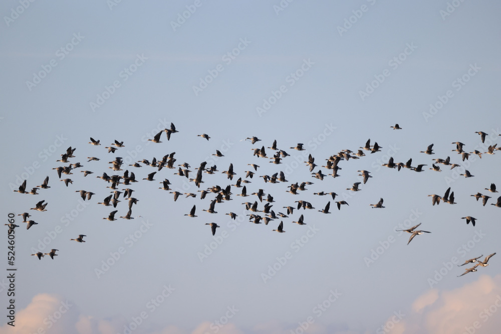 geese flock against the sky freedom wildlife birds