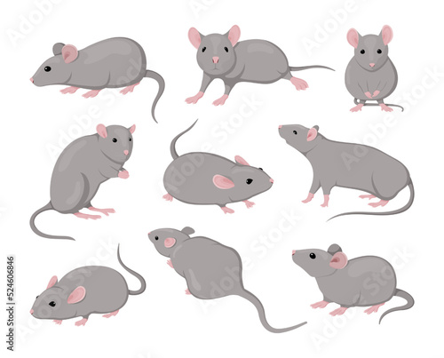 Gray mouse. Small animals. Rodents actions. Cute isolated icons set. Asian zodiac creature design drawing. Flat fur pets. Pest mammal with funny tail and nose. Vector illustration clipart
