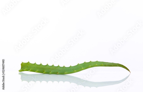 Green aloe vera twig isolated on white background