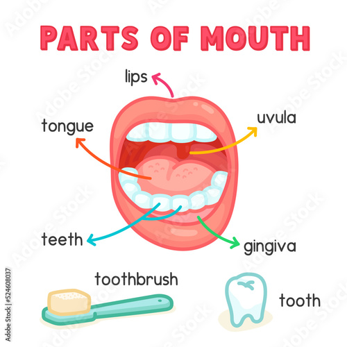 parts of mouth diagram chart in science subject kawaii doodle vector cartoon