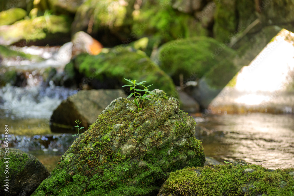 Stones with moss and grass in flowing water Stones with moss and grass in flowing water