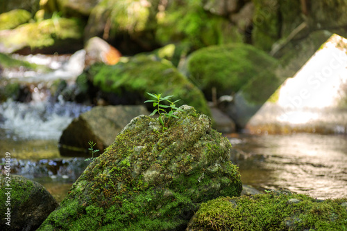 Stones with moss and grass in flowing water