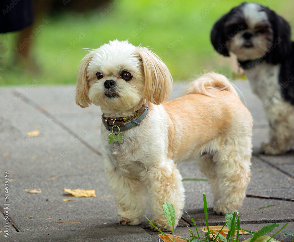 Shih Tzu - a breed of toy dogs, Walking in the park