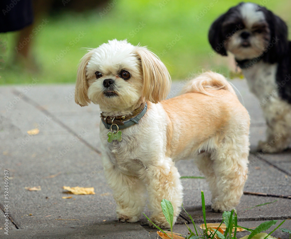 Shih Tzu - a breed of toy dogs, Walking in the park Shih Tzu - a breed of toy dogs, Walking in the park
