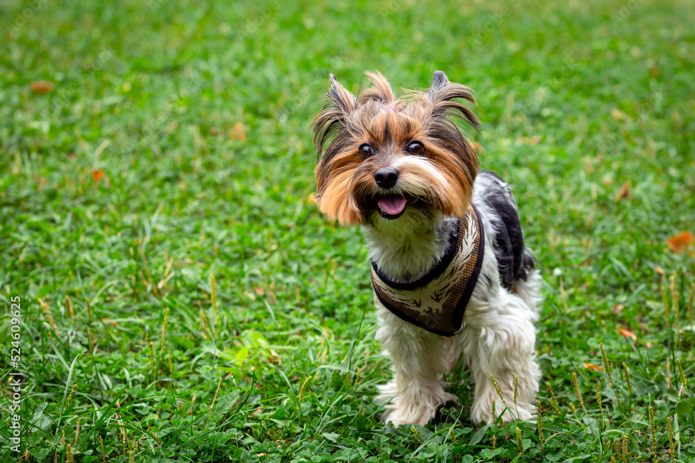 Funny Yorkshire terrier is playing on the grass..
Funny Yorkshire terrier is playing on the grass..