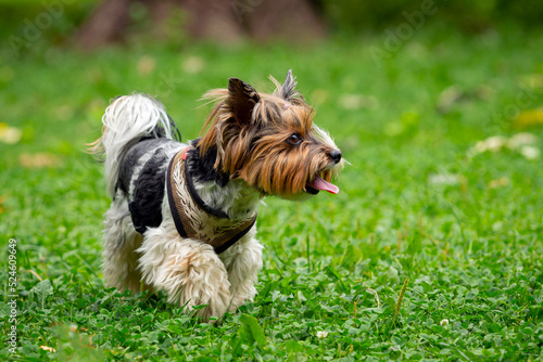 Funny Yorkshire terrier is playing on the grass..  © Andrey