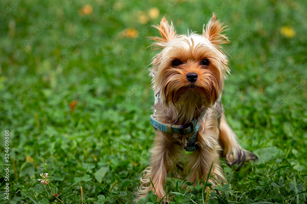 Funny Yorkshire terrier puppy is playing on the grass. Funny Yorkshire terrier puppy is playing on the grass.