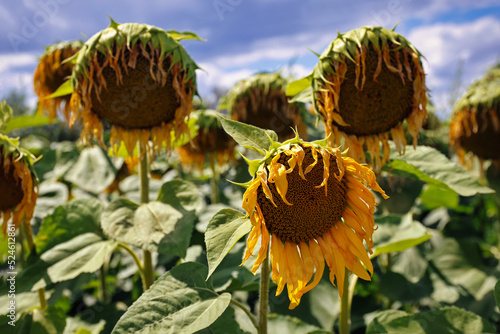 Photos Verwelkte Sonnenblumen