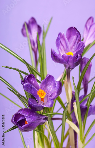 Fototapeta Naklejka Na Ścianę i Meble -  crocuses spring flowers on a blue background