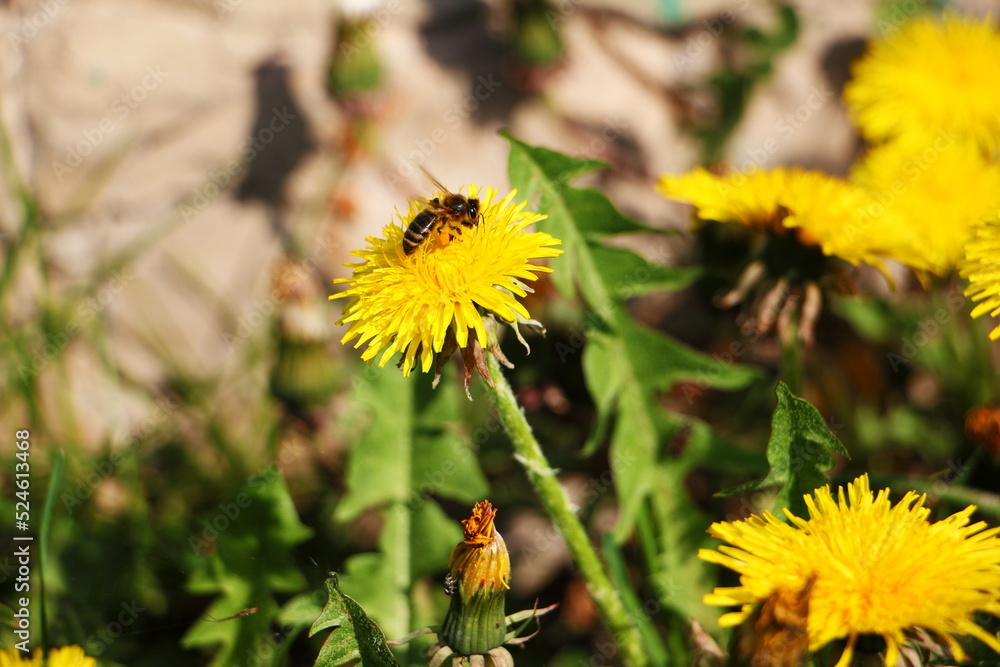 Bee collects nectar on a yellow dandelion. The first spring flowers.