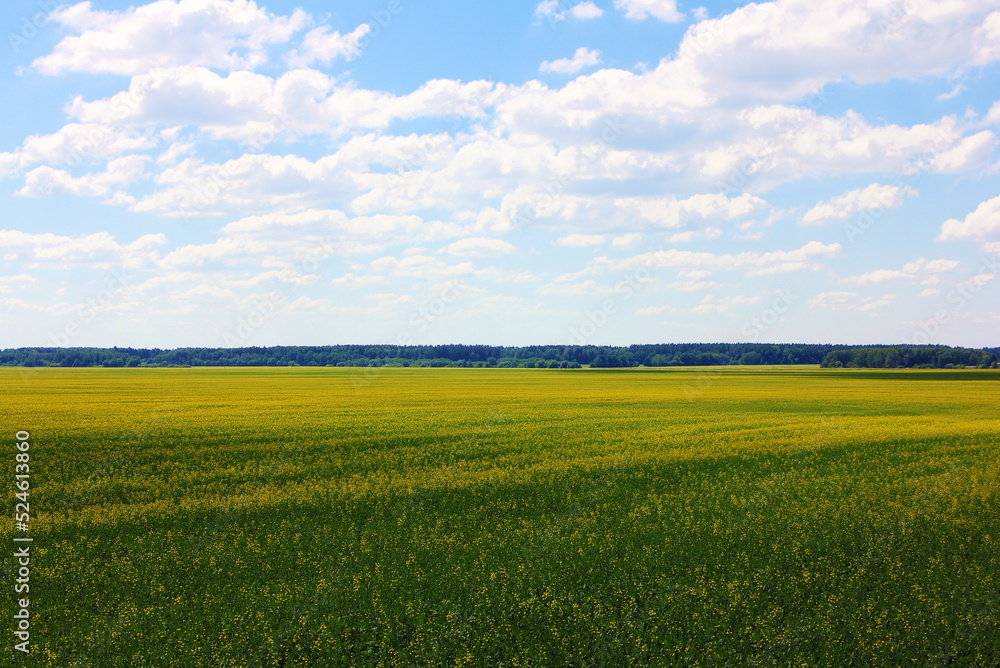 Beautiful European yellow green rapeseed field with forest stripe on horizon on blue sky with clouds background at Sunny summer day