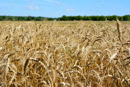 agricultural field with ripe wheat ears in sunny day, close-up