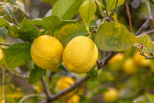 Ripe lemons hanging on a tree. Growing a lemon. Mature lemons on tree. Selective focus and close up