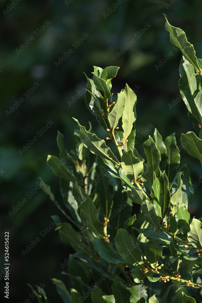 bay tree. laurel plant leaves and seeds bay tree. laurel plant leaves and seeds