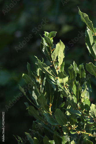 bay tree. laurel plant leaves and seeds