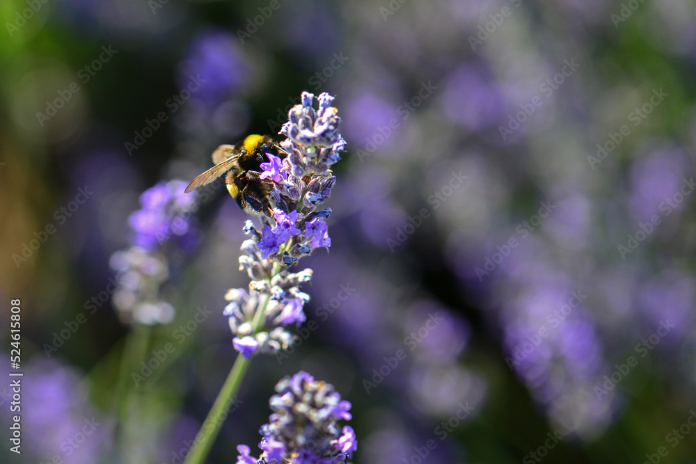 Fototapeta premium Lavender garden and bee