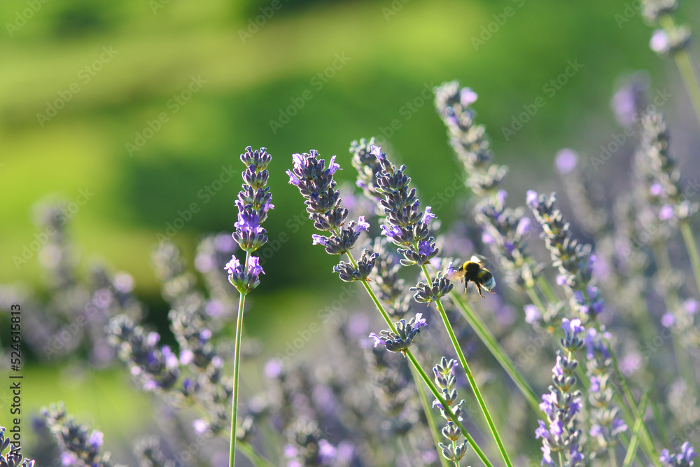 Obraz premium Lavender garden and bee